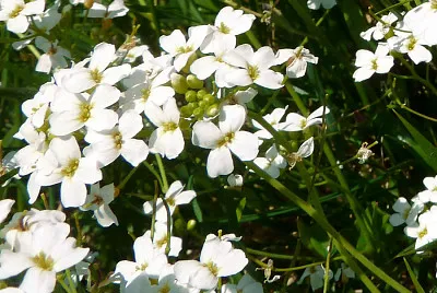 Arabidopsis Halleri jigsaw puzzle