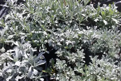 Artemisia Lanata jigsaw puzzle