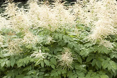 Aruncus Dioicus jigsaw puzzle