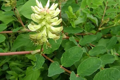 Astragalus Glycyphyllus jigsaw puzzle
