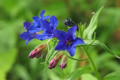 Buglassoides Purpuro jigsaw puzzle