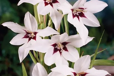 Acidanthera jigsaw puzzle