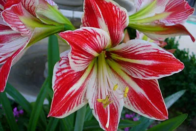 Amarillide jigsaw puzzle