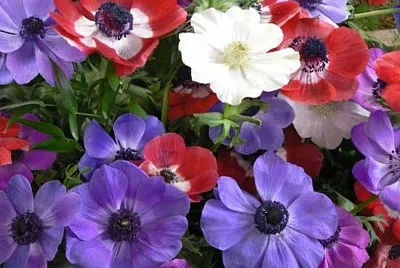Anemone jigsaw puzzle