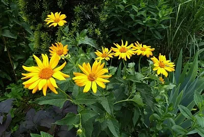 Arnica jigsaw puzzle