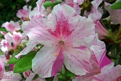 Azalea o rododendro jigsaw puzzle