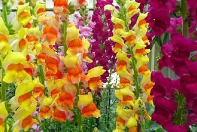 Bocca di leone jigsaw puzzle