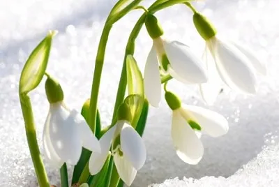 Bucaneve jigsaw puzzle