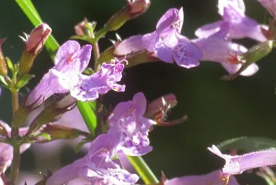 Calaminta Vulgaris jigsaw puzzle