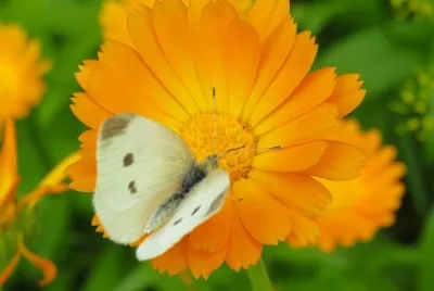 Calendula jigsaw puzzle