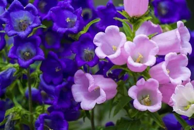 Campanula jigsaw puzzle