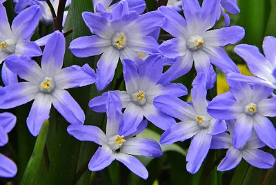 Chionodoxa jigsaw puzzle