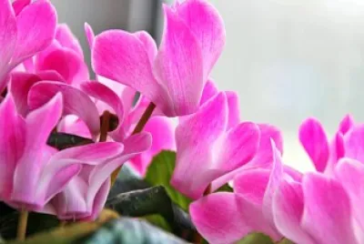 Ciclamino jigsaw puzzle