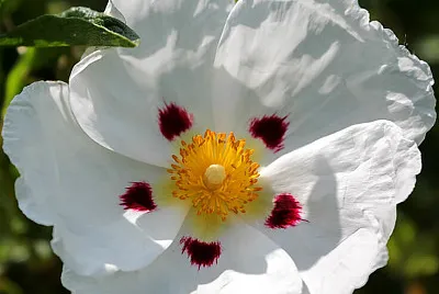 Cistus jigsaw puzzle