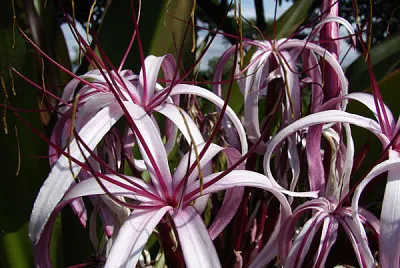 Crinum jigsaw puzzle