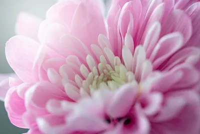 Crisantemo jigsaw puzzle