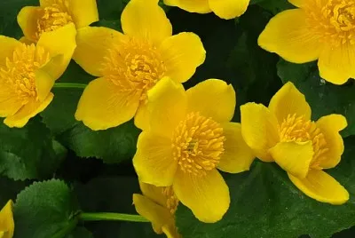 Caltha Palustris jigsaw puzzle