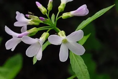 Cardamine Bulbifera jigsaw puzzle