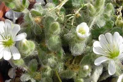 Cerantium Alpinum Lanatum