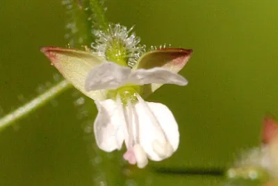 Circaea Lutetiana jigsaw puzzle