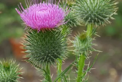 Cirsum Vulgare jigsaw puzzle