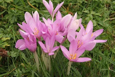 Colchicum Autumnalis
