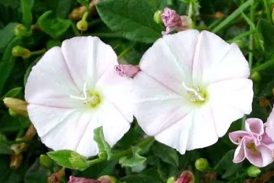 Convolvus Arvensis jigsaw puzzle