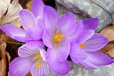 Crocus Napolitanus