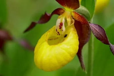 Cypripedium Calceolus jigsaw puzzle