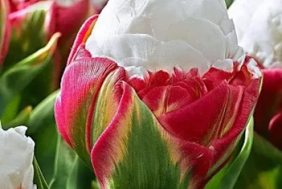 flores
