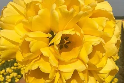flores