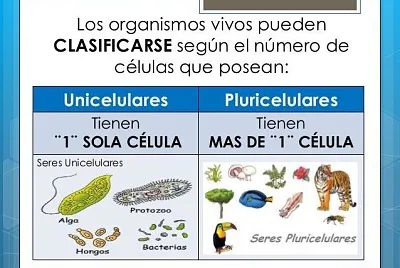 פאזל של seres unicelulares