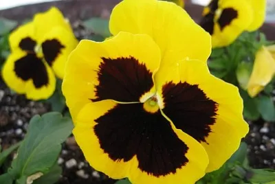 Pensamientos, jardines