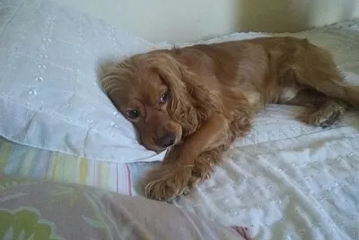 Mascota dog
