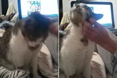 gato Dakini