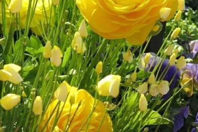 flores