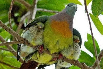 Bird of Mexico