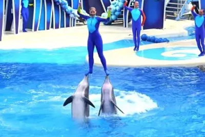 Dolphin Trick