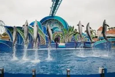 Flying Dolphins