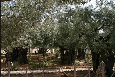 Garden of Gethsemene