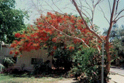 Bushes in Israel