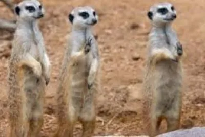 Meerkat 2