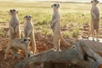Meerkat 7