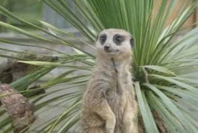 Meerkat 8