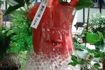 plante dans un bocal