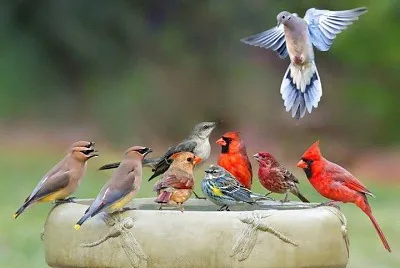 animales