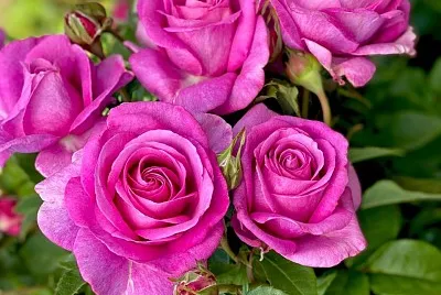 flores jigsaw puzzle