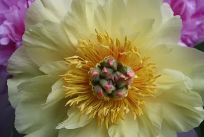 flores