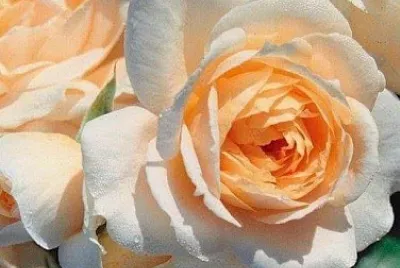 flores