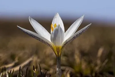 flores